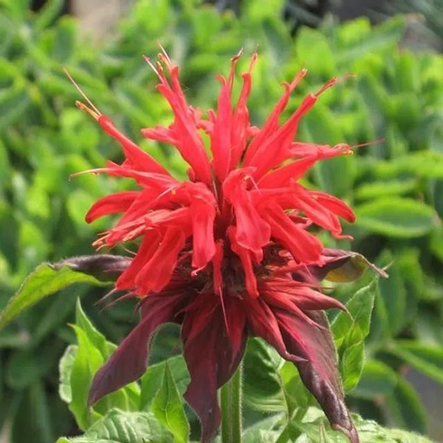 6er Set Arborix Indianernessel Cambridge Scarlet Monarda als mehrjährige Zierpflanze im 9cm Topf mit roten Blüten - Bild 1