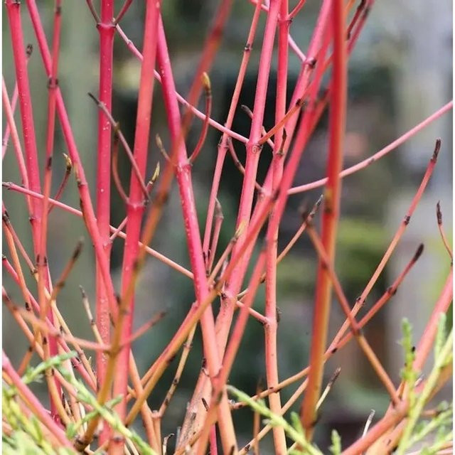 Roter Hartriegel Cornus sanguinea als Zierstrauch von Die Nr-01.de - Bild 1