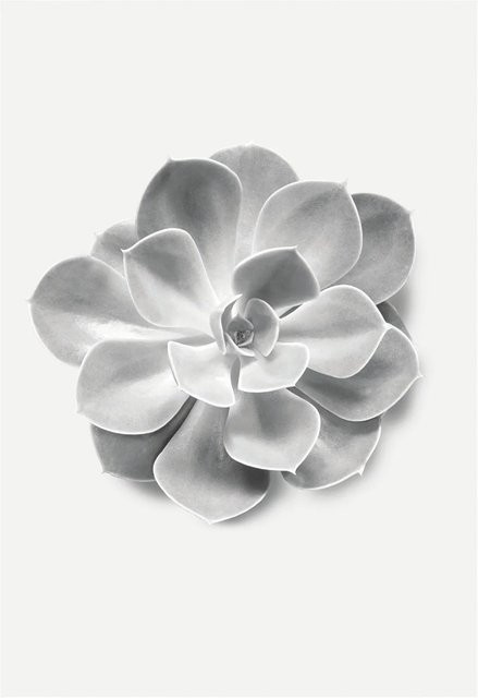 Komar Wandbild Succulent Aeonium Paper Poster B: 50 cm, H: 70 cm - Bild 1