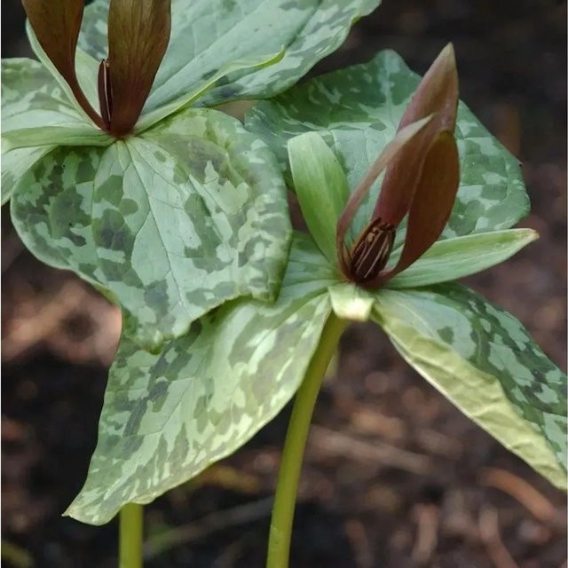 Trillium sessile Braunblütige Waldlilie von Nr-01.de als mehrjährige Gartenpflanze - Bild 1
