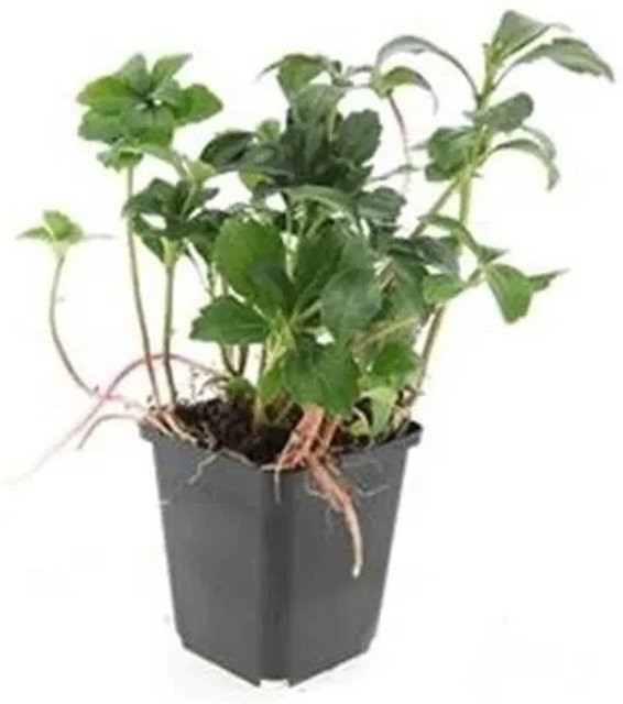 Exotenherz Pachysandra Green Sheen Bodendecker Schattengrün, 6er Set im 9cm Topf - Bild 1