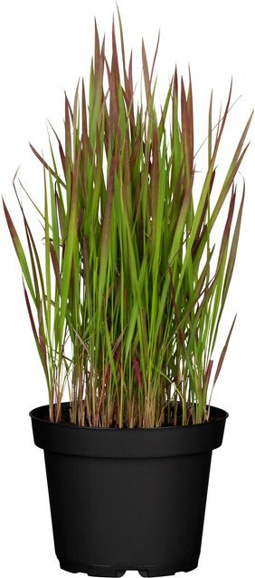 GROW by OBI Silberhaargras Imperata cylindrica Red Baron als mehrjährige Zierpflanze für den Außenbereich - Bild 1