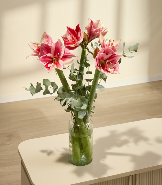BLUME2000 Amaryllis Mega Star mit Eukalyptus 3 Stiele - Bild 1