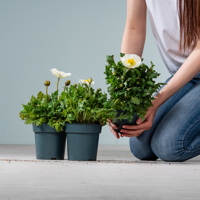 3er Set Islandmohn Weiß von BLUME2000 als Beetpflanze für deinen Garten oder Balkon - Bild 1