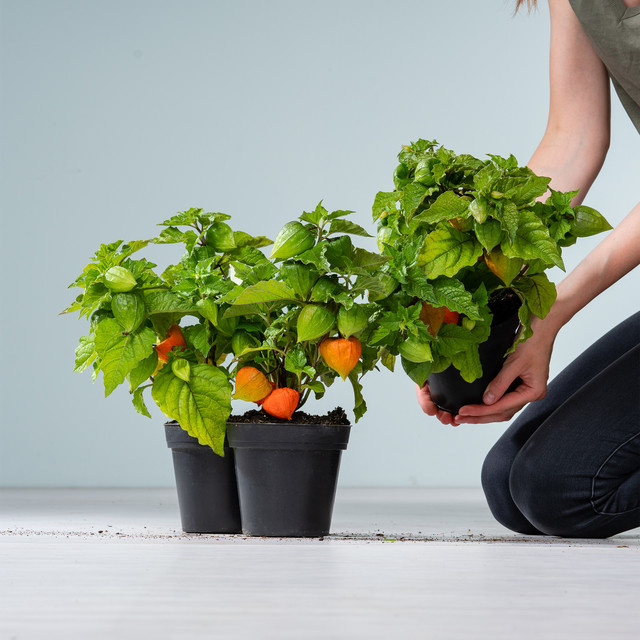 3er Set Physalis alkekengi Lampionblumen von BLUME2000 für Balkon und Terrasse - Bild 1