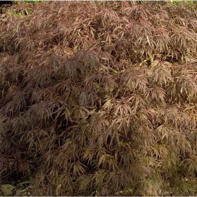 Hochstamm Fächerahorn Crimson Queen Acer palmatum in Rot von Nr-01.de, Höhe: 100-125 cm - Bild 1