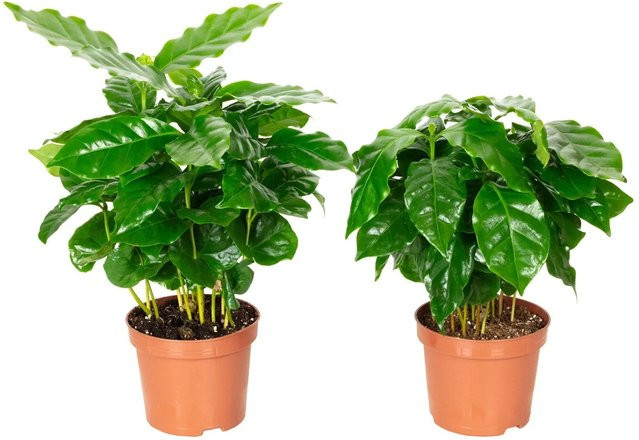 Value Greens 2er-Set Coffea Arabica pflegeleichte exotische Kaffeepflanze in Grün, Höhe: 15 cm, Topf-Durchmesser: 9 cm - Bild 1