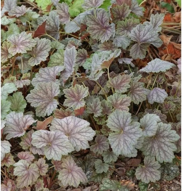 Heuchera americana Purpurglöckchen Dales Strain lila mehrjährige Gartenpflanze - Bild 1