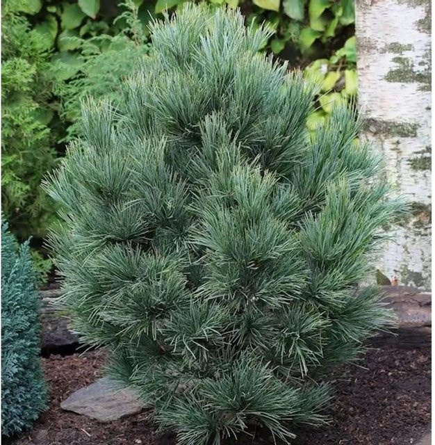 Zirbelkiefer Pinus cembra als grüner Nadelbaum für deinen Garten, Höhe: 80-100 cm - Bild 1