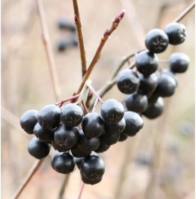 Hochstamm Apfelbeere Viking Aronia melanocarpa, Höhe: 100-125 cm - Bild 1