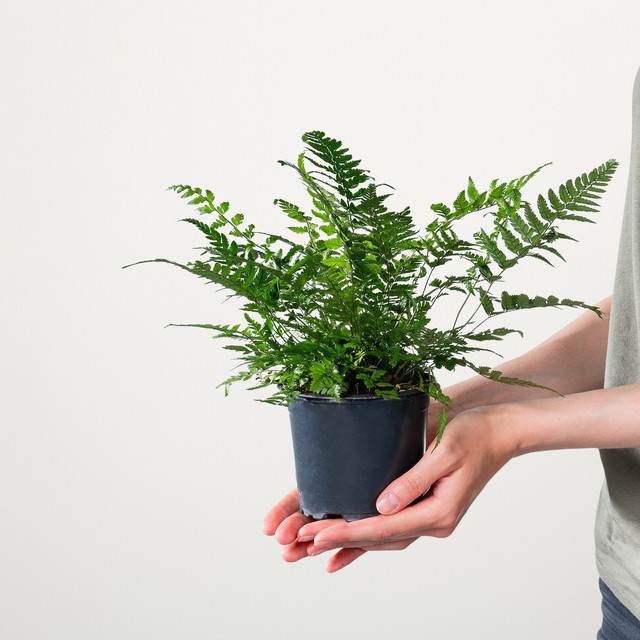 Schmaler Schildfarn Polystichum von BLUME2000 für schattige Plätze - Bild 1