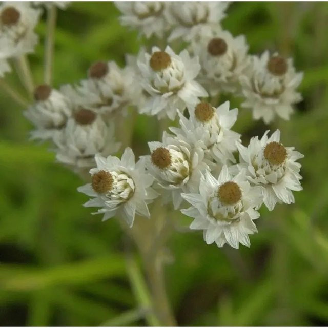 Perlkörbchen Neuschnee Anaphalis margaritacea - Weiße mehrjährige Staude als Bodendecker - Bild 1