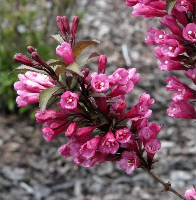 Weigela florida Hochstamm Bouquet Rose Ziergehölz in Pink und Rot, Höhe: 80-100 cm - Bild 1