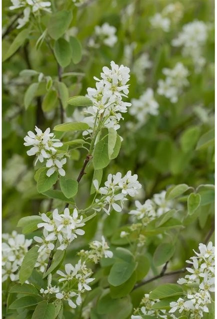 Amelanchier Alnifolia Honeywood Felsenbirne mit essbaren Früchten, Zierstrauch für Garten und Outdoor, Höhe: 30 cm - Bild 1