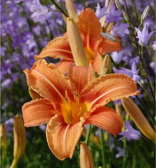 Gelbrote Taglilie Hemerocallis fulva als mehrjährige Staude für Staudengärten und Teichränder - Bild 1