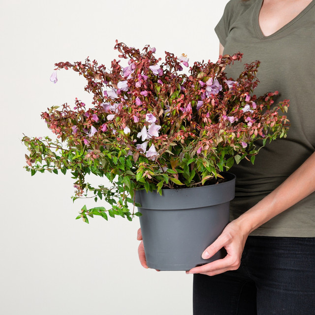 Abelia Lynn Pinky Bells Ziergehölz von BLUME2000 - Bild 1