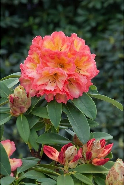 Rhododendron Hybr. Sun Fire Zierstrauch in leuchtendem Gelb-Orange, Höhe: 30–40 cm - Bild 1