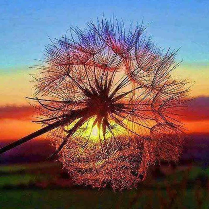 FIYO 5D Diamant-Gemälde Löwenzahn Sonnenuntergang mit Vollstickerei, quadratisch, mehrfarbig, B/B: 30 x 30 cm - Bild 1