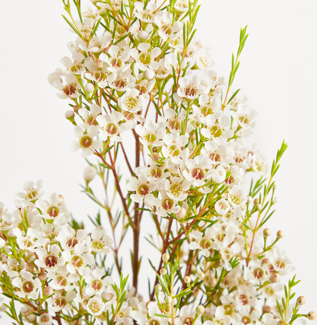 Blume2000 Weiße Wachsblumen im minimalistischen Floral-Design - Bild 1