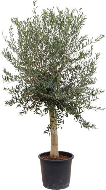 Sunny Tree Hochstämmiger Olivenbaum Olea Europea, 170 cm hoch, fruchtbildend und winterhart bis -18 Grad - Bild 1