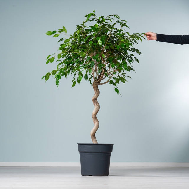 Ficus Exotica Zimmerpflanze von BLUME2000 in Grün, Höhe: 200 cm - Bild 1