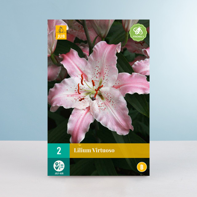 Orientalische Lilie Virtuoso von BLUME2000 - 2 Knollen - Bild 1