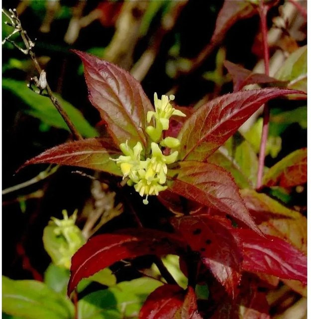 Diervilla rivularis Buschgeißlet Kodiak Black in Schwarz, Purpur und Rot - Bild 1