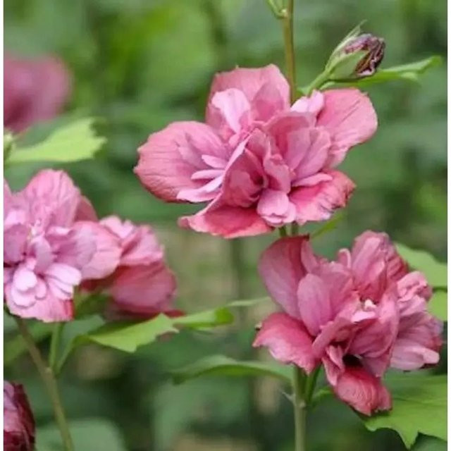 Hibiscus Duc Brabant Hochstamm Garteneibisch in Rot, Höhe: 80-100 cm - Bild 1