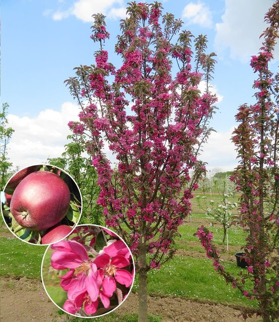 Säulen-Apfel Tigawa - Bild 1