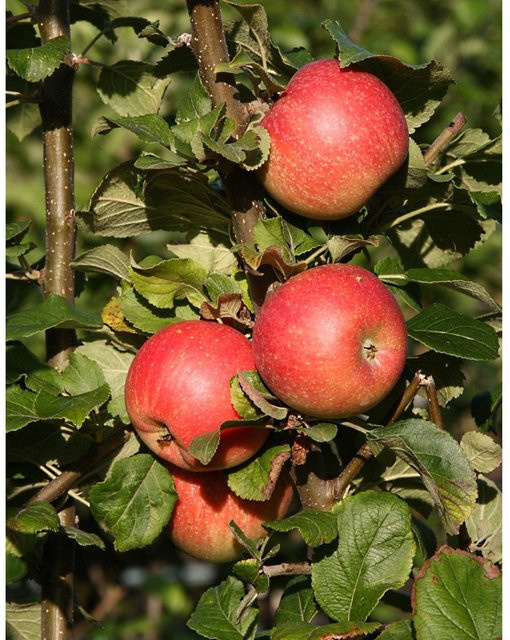 Apfel 'Alkmene' Spindel als langsam und schlank wachsender Obstbaum - Bild 1