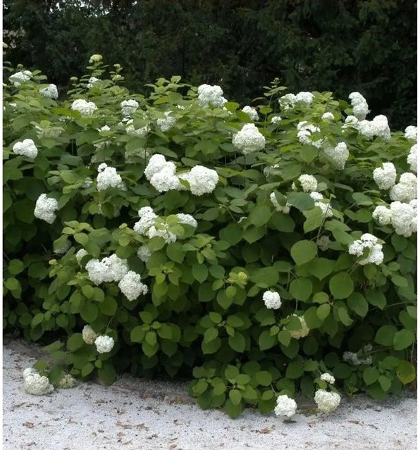 Ballhortensie Grandiflora Hydrangea arborescens in Weiß von Nr-01.de, Höhe: 30-40 cm - Bild 1