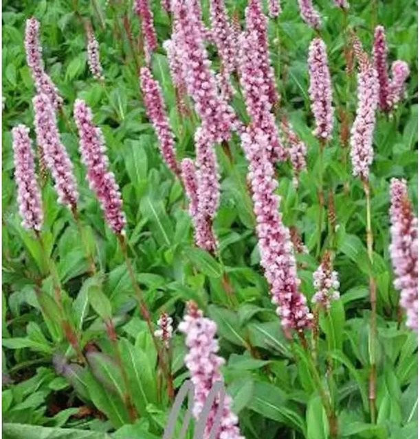 Schneckenknöterich Darjeeling Red Persicaria affinis roter Bodendecker von Nr-01.de - Bild 1