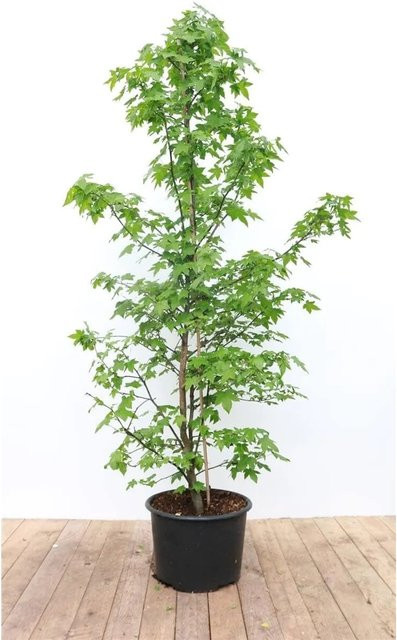 Liquidambar Styraciflua Amberbaum als Zierbaum für den Garten, Höhe: 175–200 cm - Bild 1
