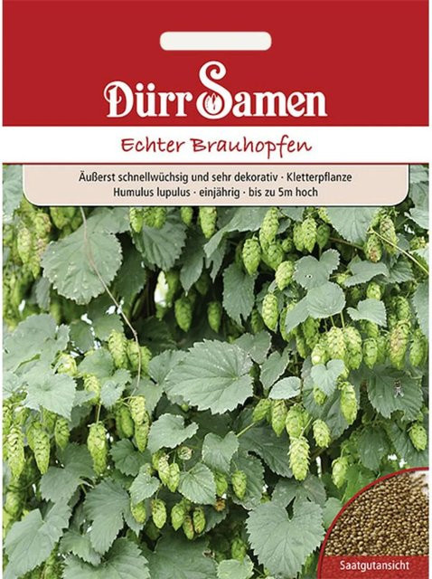 Dürr Echter Brauhopfen Saatgut für den Frühling - Bild 1