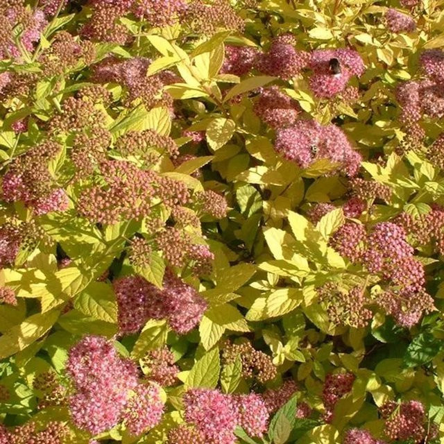 Arborix Sommerspiere Goldflame Spiraea japonica Zierstrauch in Gelb und Pink mit Herbstfärbung, Höhe: 30 cm - Bild 1