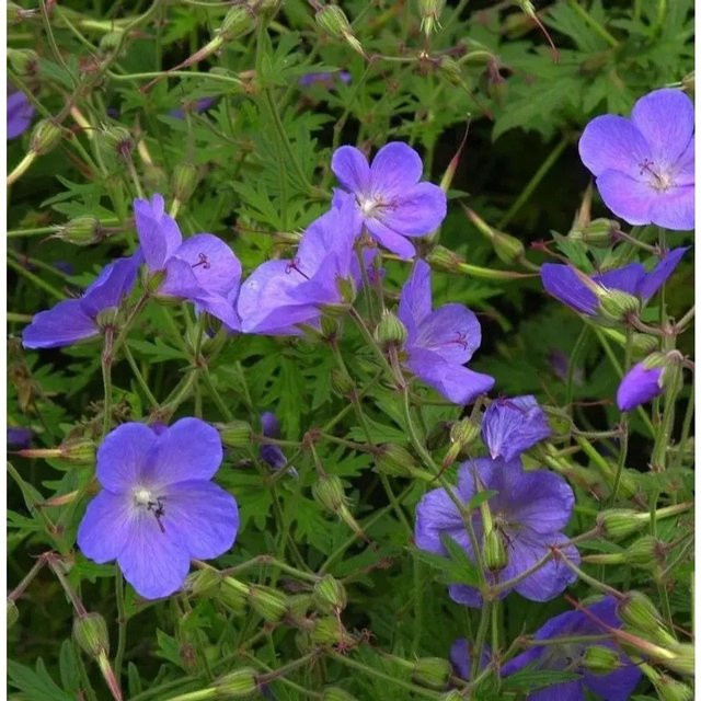 Pracht Storchschnabel Blue Blood Geranium magnificum blaue mehrjährige Beetpflanze für Steingärten - Bild 1