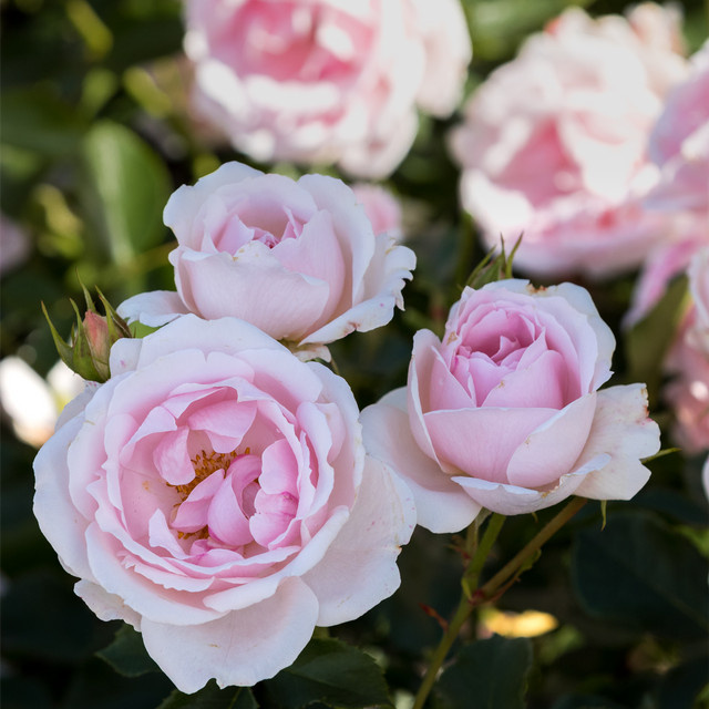 Rosen-Hochstamm Ballade von Tantau in Rosa, Höhe: 90 cm - Bild 1