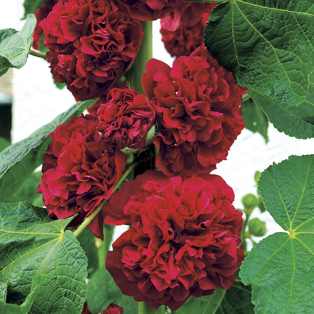 Gefülltblühende Stockrose Pleniflora von Mein schöner Garten Shop in Rot - Bild 1