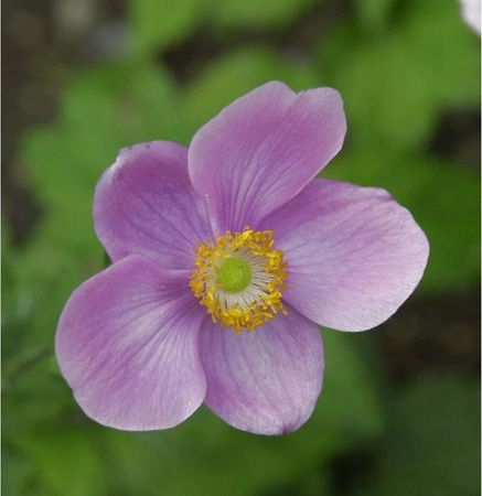 Anemone japonica Herbstanemone als mehrjährige Stauden für Beet und Schnittblumen von Nr-01.de