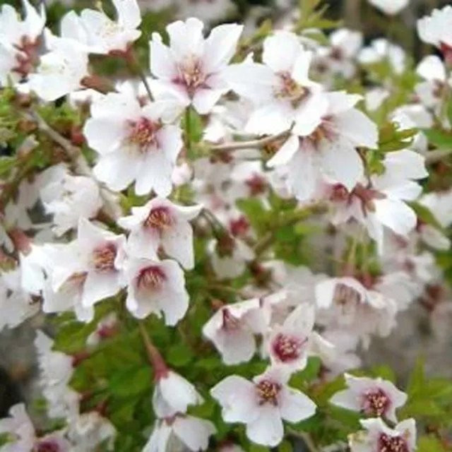 Arborix Zierkirsche Kojou-no-mai Prunus incisa mit rosa und weißen Blüten sowie Herbstfärbung im Container - Bild 1