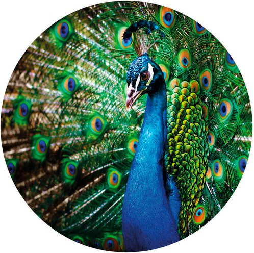 K&L Wall Art Vliestapete Retro Pfau König der Vögel, mehrfarbig, matt, B/H: 284 x 62 cm - Bild 1