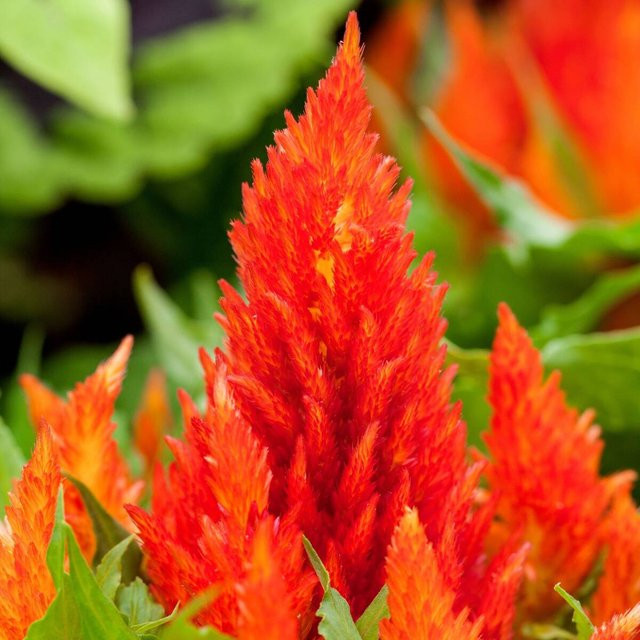 Celosia Federbusch in Orange von Mein schöner Garten Shop - Bild 1