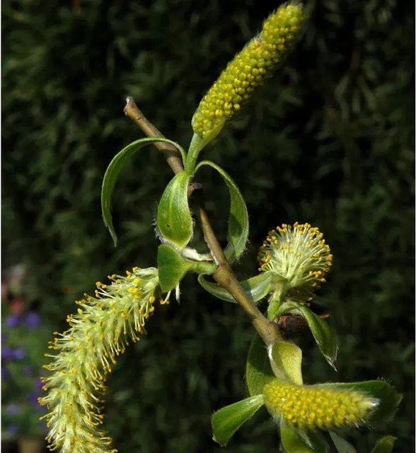 Salix alba Silberweide Solitärgehölz Strauch in Grün und Silber, Höhe: 60-80 cm - Bild 1