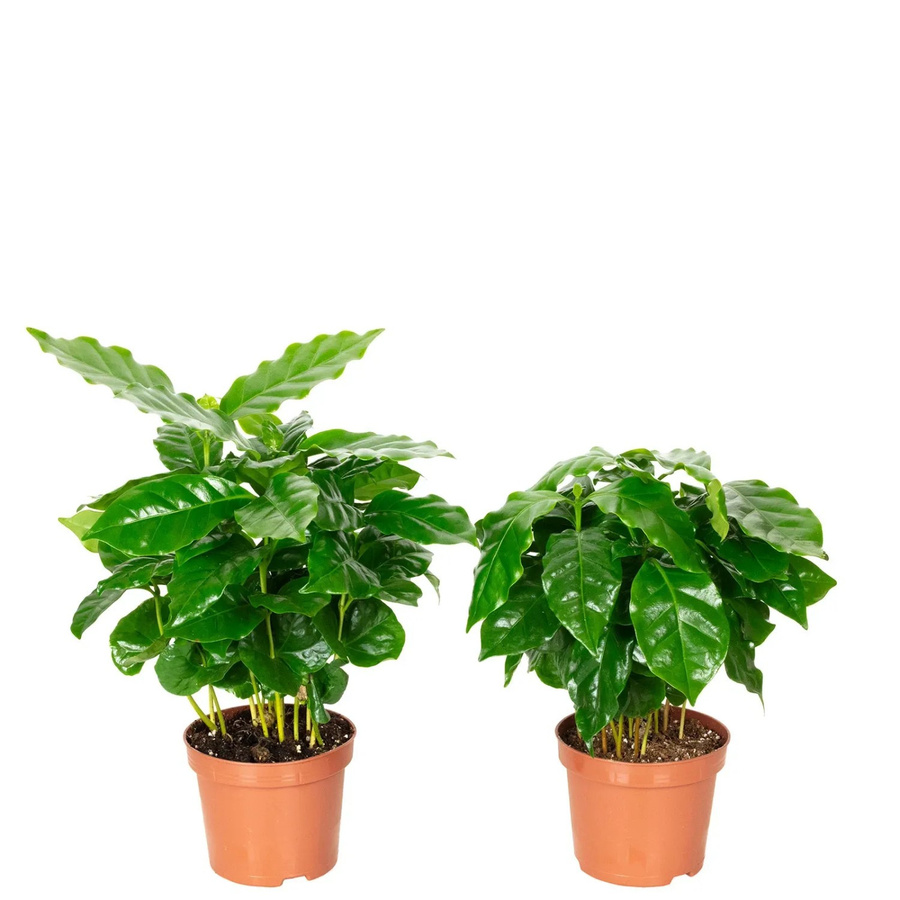 Value Greens 2er-Set Coffea Arabica pflegeleichte exotische Kaffeepflanze in Grün, Höhe: 15 cm, Topf-Durchmesser: 9 cm - Bild 2