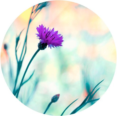 K&L Wall Art Vliestapete Bravin Luminous mit lila Blumen, mehrfarbig, matt, B/H: 236 x 236 cm - Bild 1