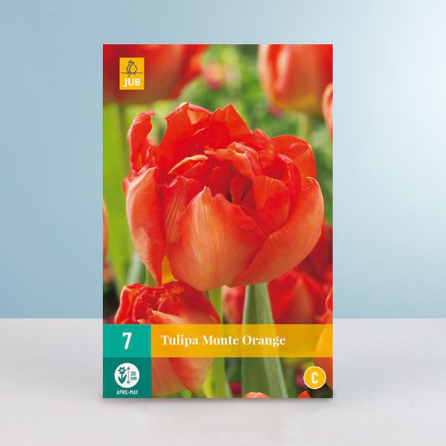 BLUME2000 Tulpenzwiebeln Monte Orange Gefüllte frühe Tulpe, 7 Stück - Bild 1