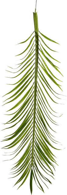 Aplanta Künstliche Phoenixpalmen Blätter für deinen Kunstbaum - Bild 1