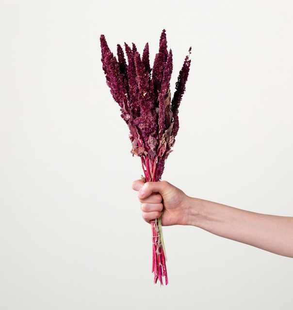 Trockenblumenbund Amaranth von BLUME2000 in Magenta/Purple - Bild 1