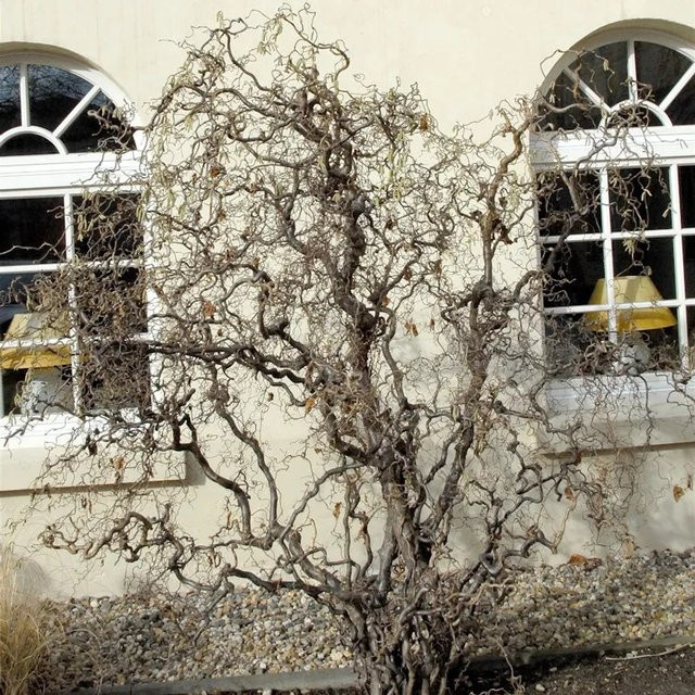 Korkenzieher-Hasel Corylus avellana Strauch, Höhe: 100-125 cm - Bild 1