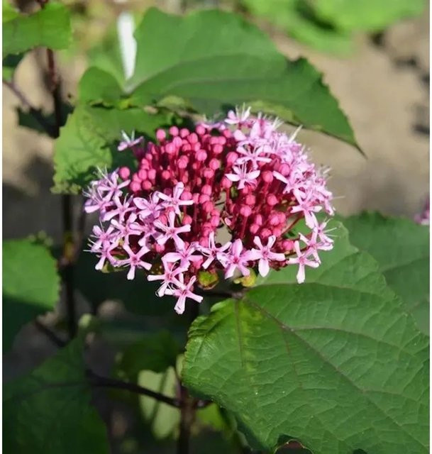 Clerodendrum bungei China Losbaum in Pink für den Garten, Höhe: 30-40 cm - Bild 1